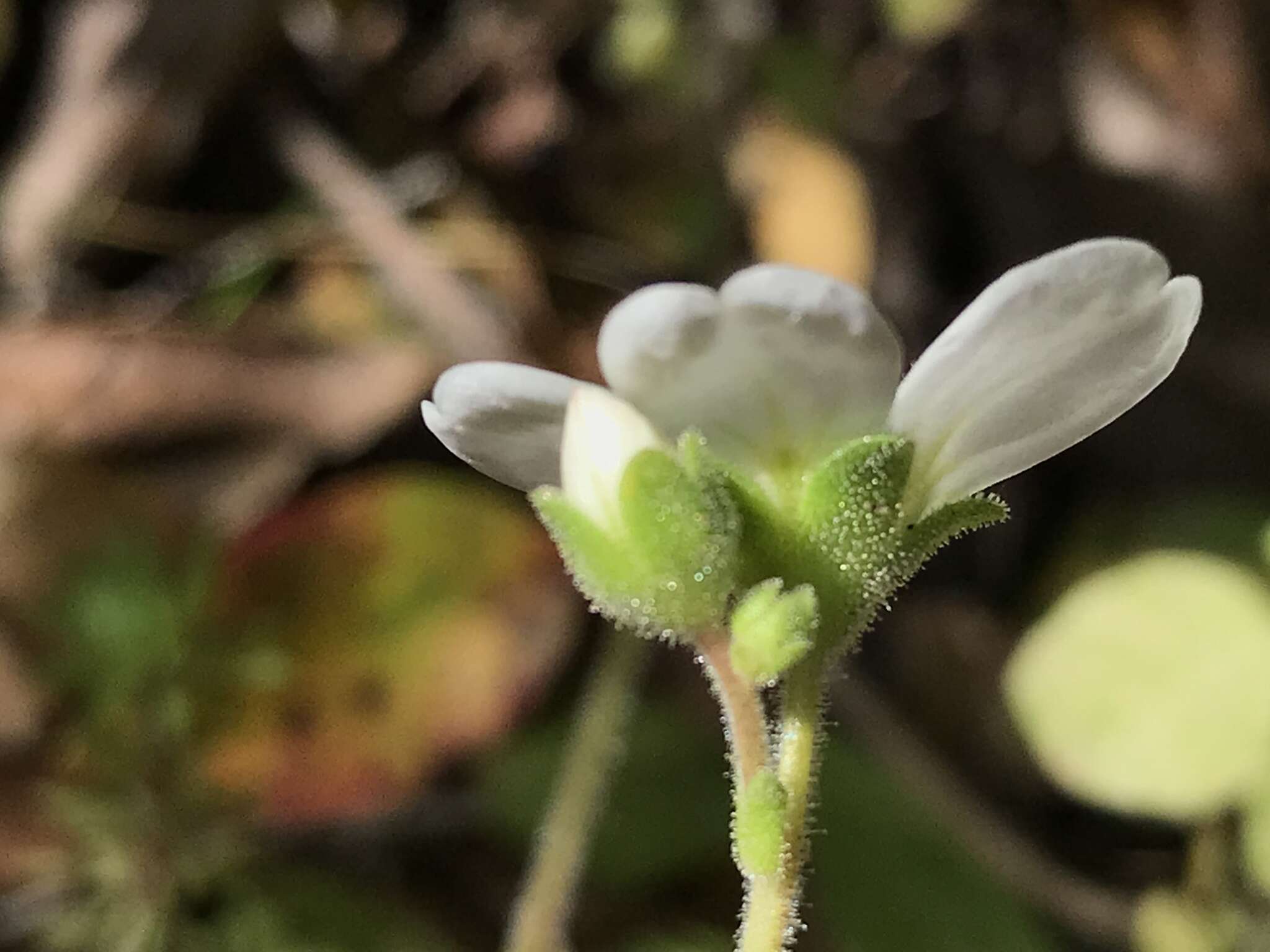 Sivun Saxifraga cintrana Kuzinsky ex Willk. kuva