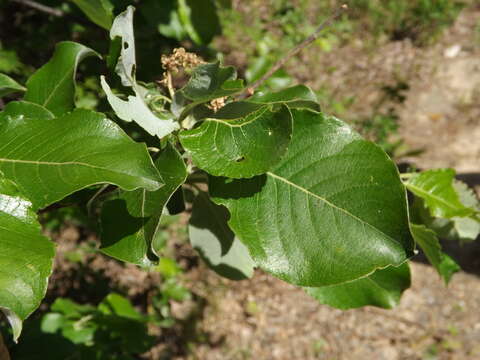 Image of Salix abscondita Lackschew.