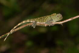 صورة Gonocephalus chamaeleontinus (Laurenti 1768)