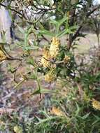 Image of Grevillea ramosissima subsp. ramosissima