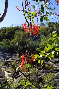 Dendrophthoe curvata (Bl.) Bl.的圖片