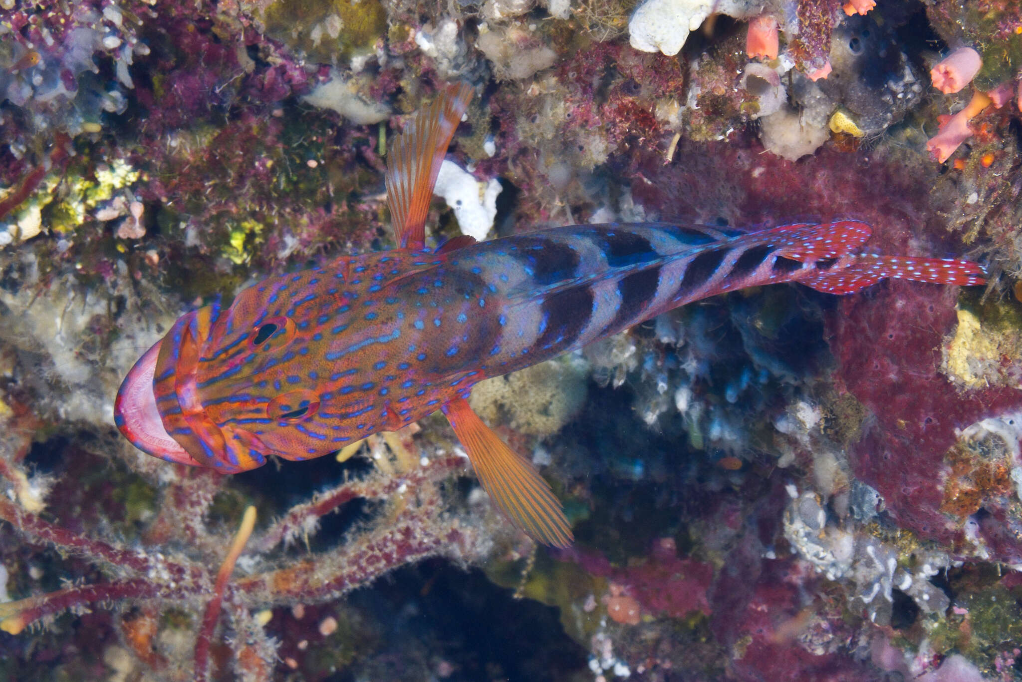 Image of Freckled Rock-cod