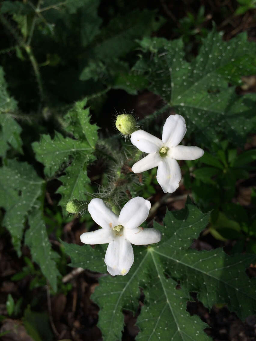 Image of Texas bullnettle