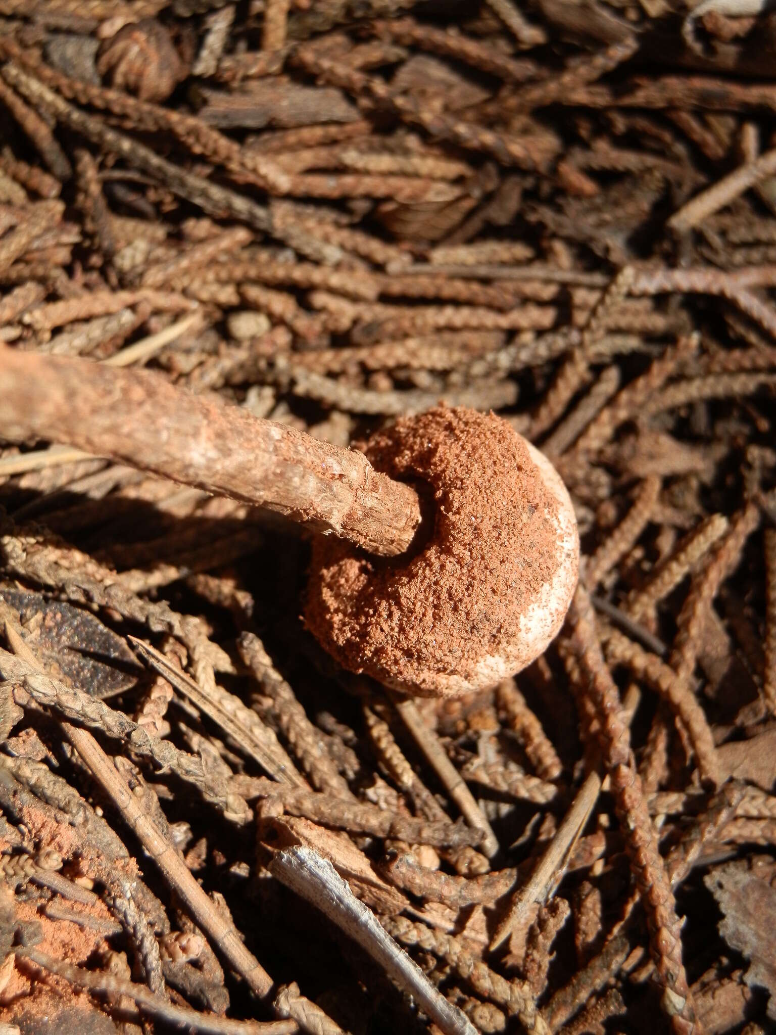 Image of Tulostoma polymorphum Long 1947