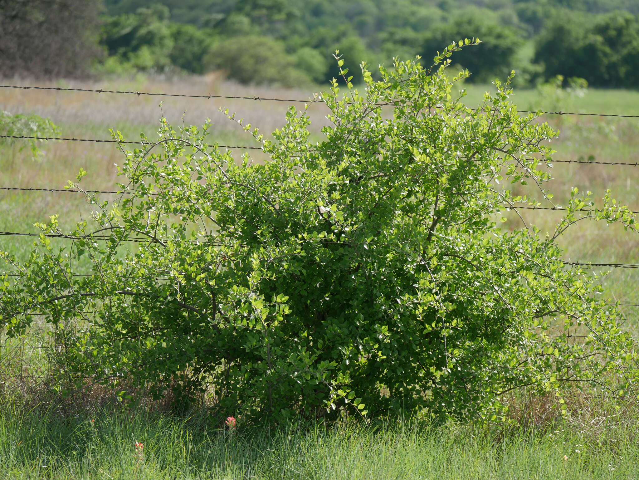 Image of stretchberry