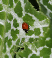 Image of Coccinella trifasciata subversa Le Conte 1854