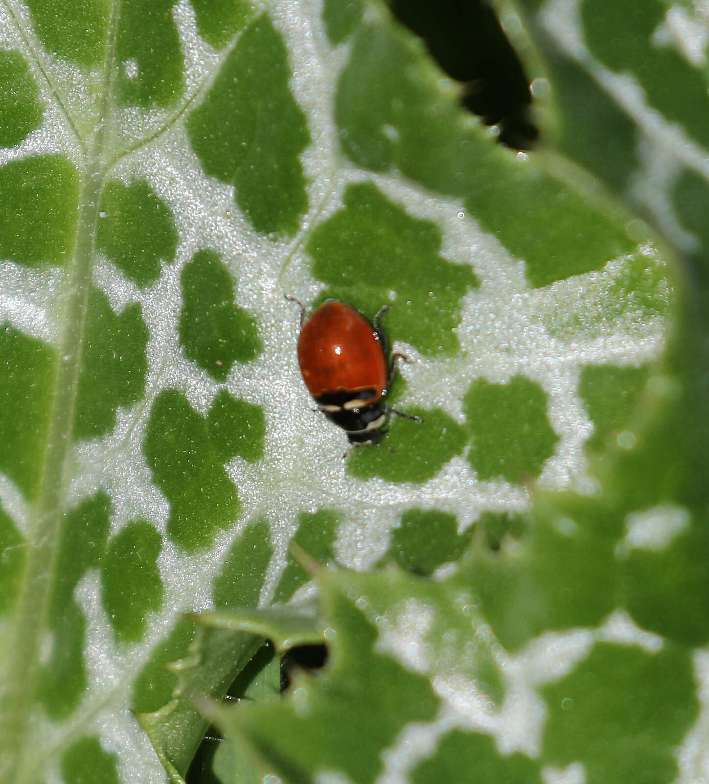 Image of Coccinella trifasciata subversa Le Conte 1854