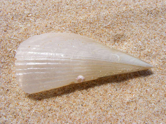 Image of prickly pen shell