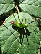 Image of Andreiniimon nuptialis (Karny 1918)