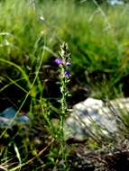 Image of gray vervain