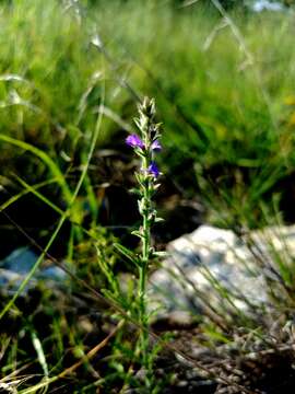 Слика од Verbena canescens Kunth