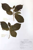 Sivun Mildbraedia carpinifolia (Pax) Hutch. kuva