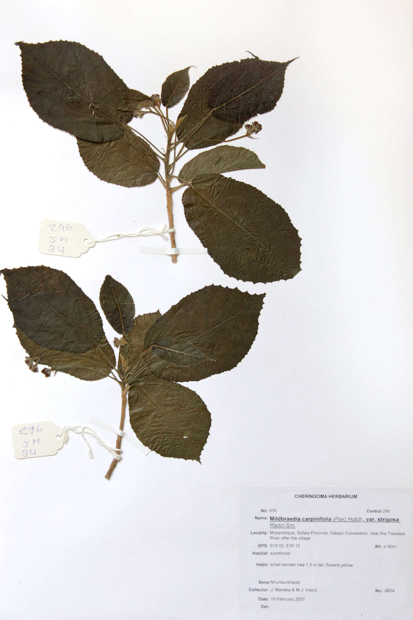 Image of Mildbraedia carpinifolia (Pax) Hutch.