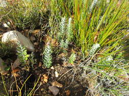 Plancia ëd Senecio pauciflosculosus C. Jeffrey