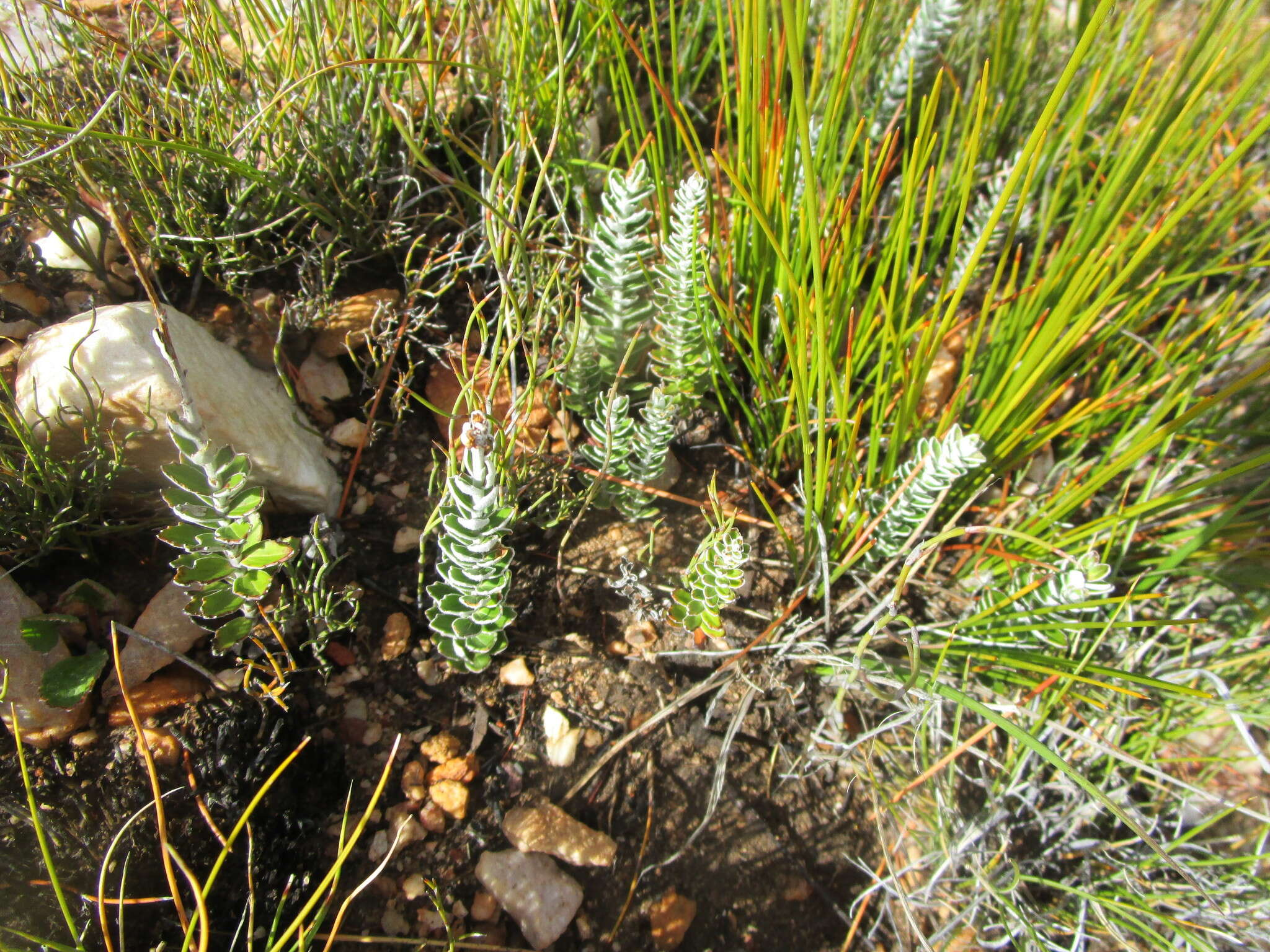 Image of Senecio pauciflosculosus C. Jeffrey