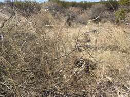 Image of Mexican panicgrass