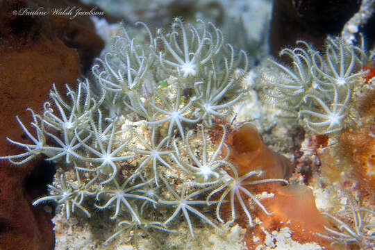 Image of corky sea finger