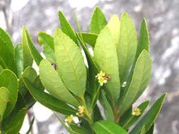 Image of Gerrardina foliosa Oliv.