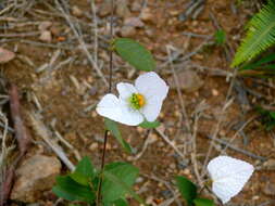 Image of Dalechampia schippii Standl.