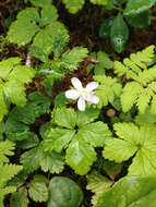 Rubus pedatus Sm. resmi