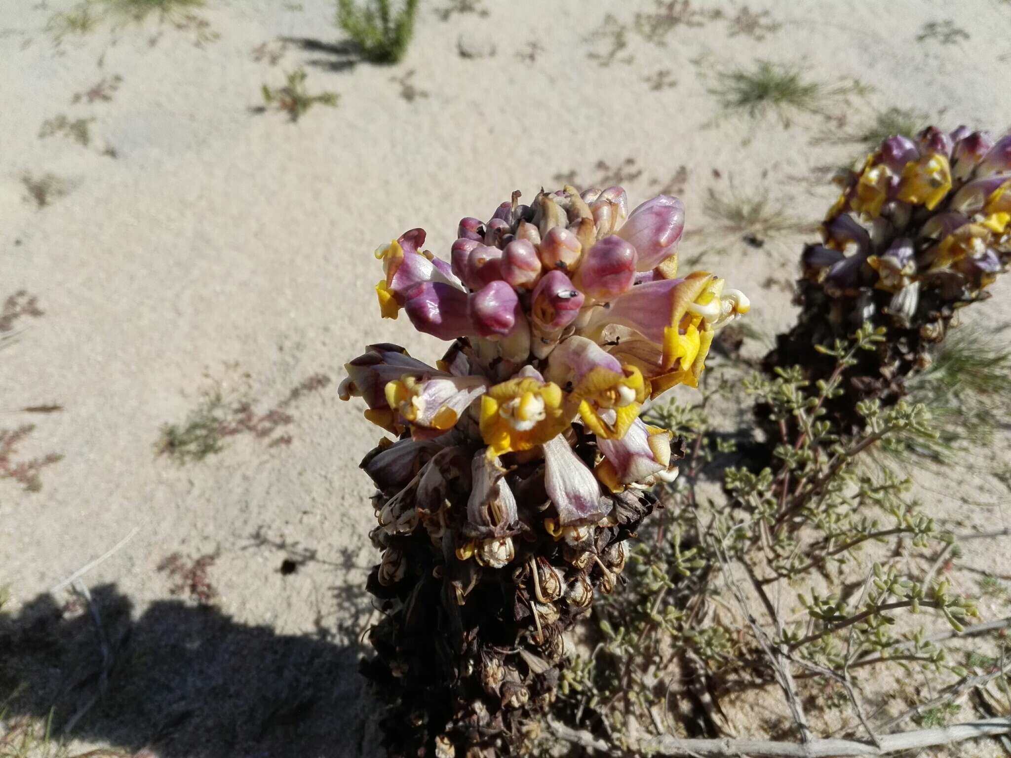 Image of Desert hyacinth