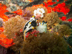 Image of Crowned nudibranch