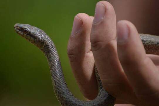 Image of Blackbelly Garter Snake