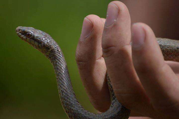 Plancia ëd Thamnophis melanogaster (Peters 1864)