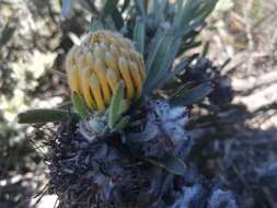 Image de Leucospermum tomentosum (Thunb.) R. Br.