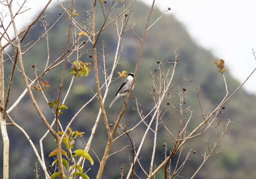 Image of Grey Bush Chat