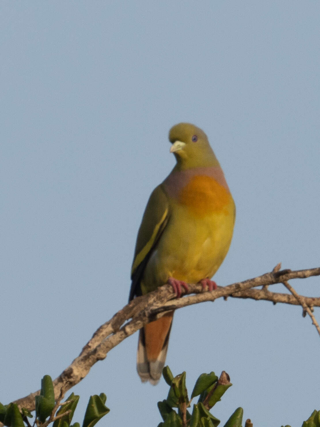 Image of Orange-breasted Green Pigeon