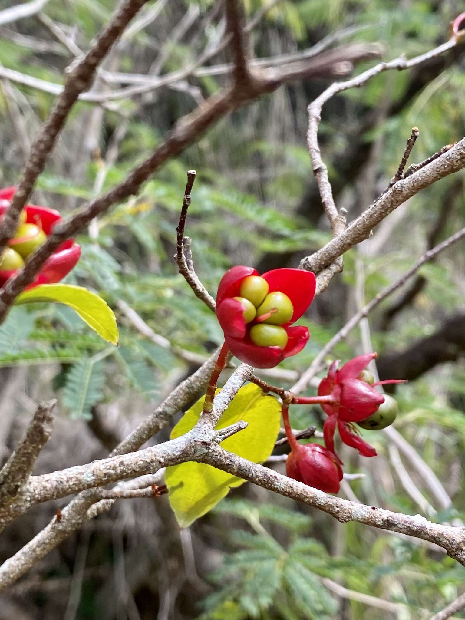 Image of Thomas' bird's-eye bush