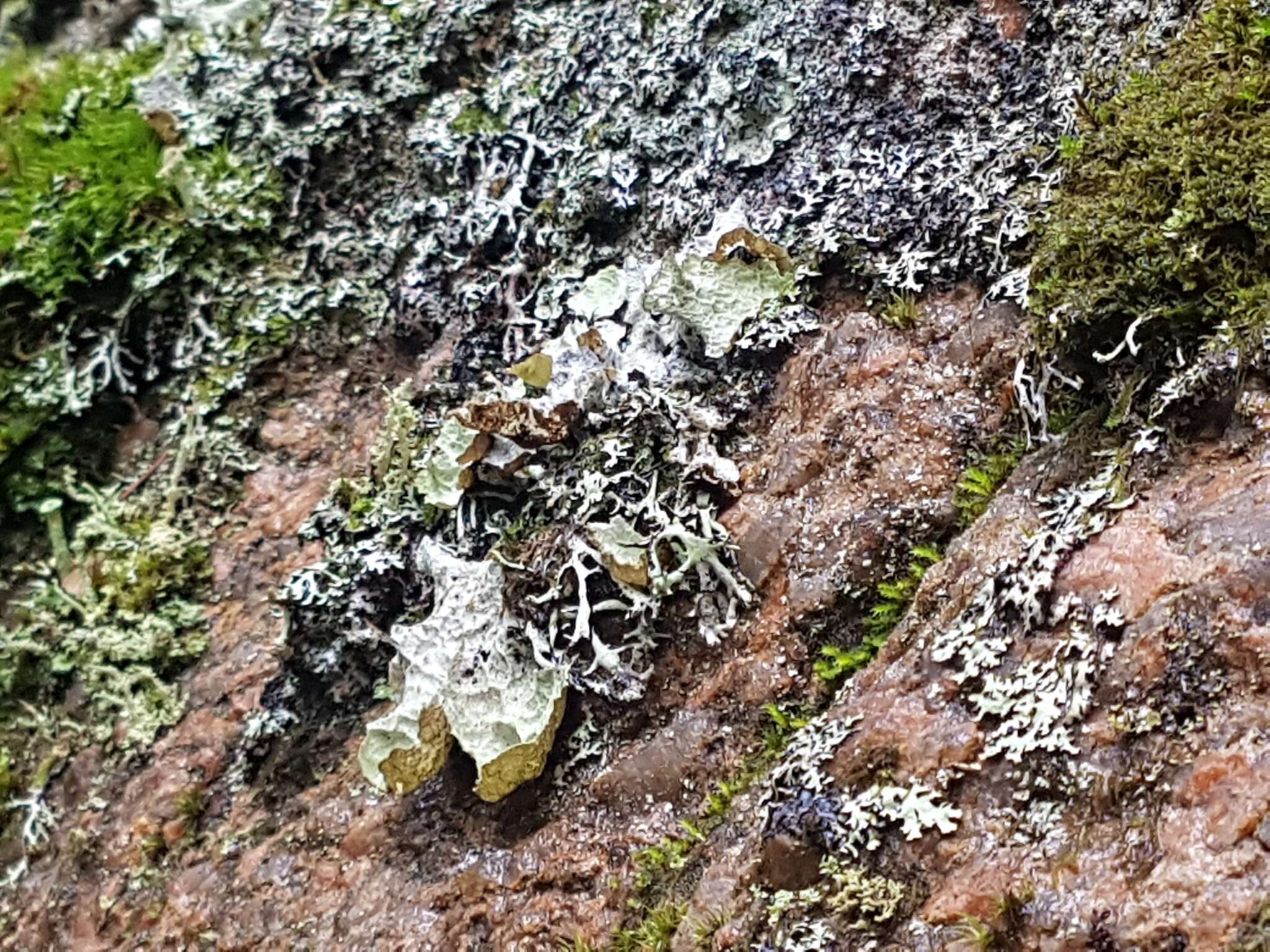 Image of Norwegian ragged lichen