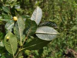 Salix myrsinifolia Salisb.的圖片