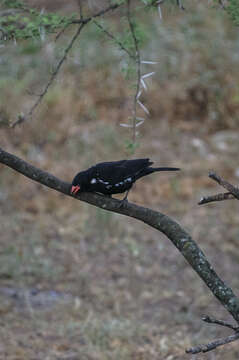 Image of Bubalornis niger intermedius (Cabanis 1868)