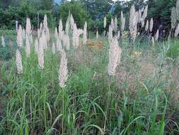 Image of Calamagrostis extremiorientalis (Tzvelev) Prob.