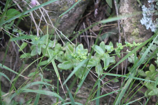 Sedum ebracteatum subsp. grandifolium R. T. Clausen resmi