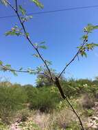 Plancia ëd Desmanthus covillei (Britton & Rose) B. L. Turner