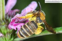 Image of Andrena chengtehensis Yasumatsu 1935