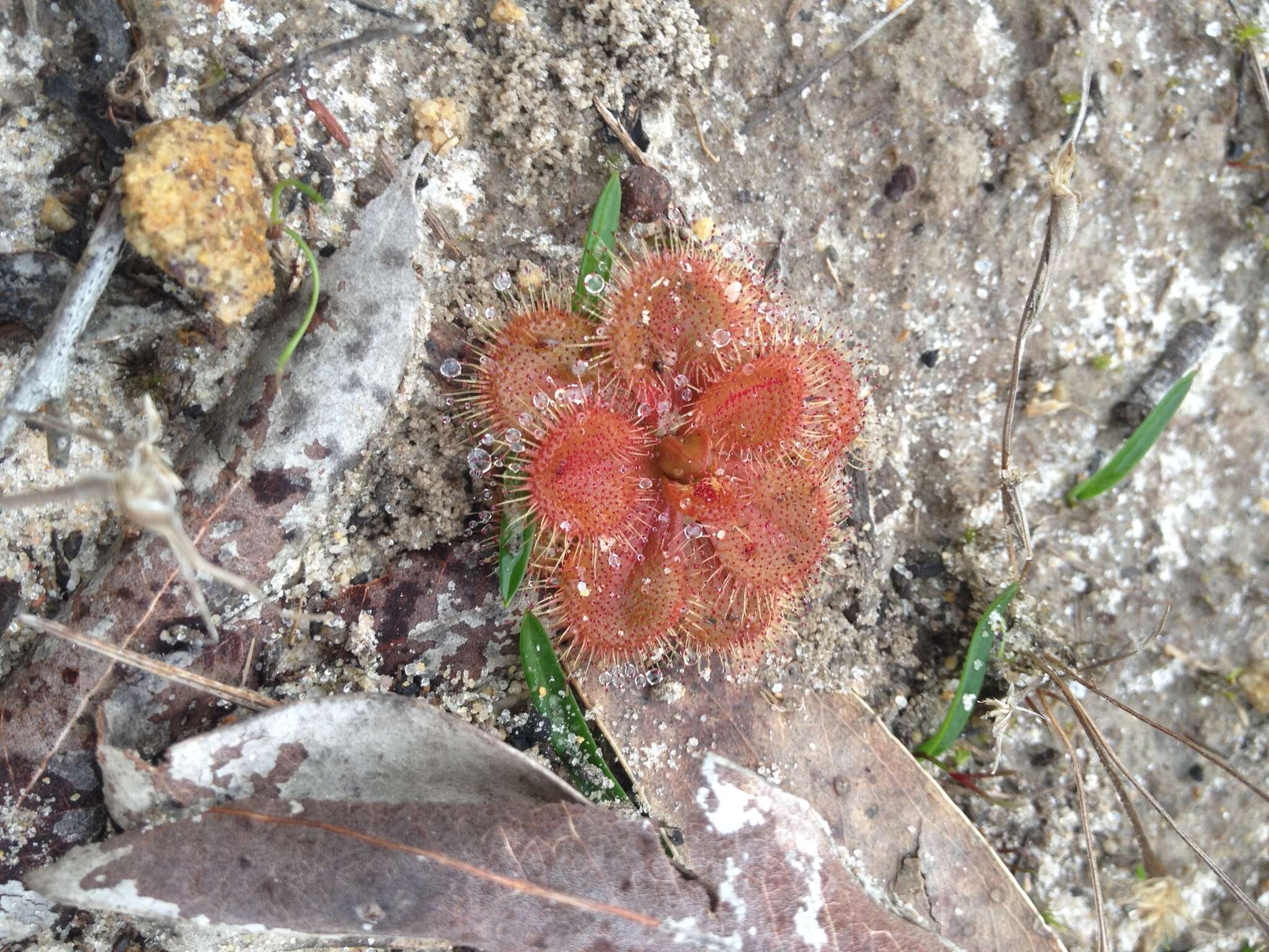 Image of Drosera whittakeri Planch.