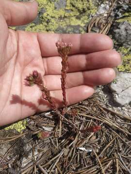 Image of Sedum tenellum M. Bieb.