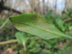 Plancia ëd Peronospora myosotidis