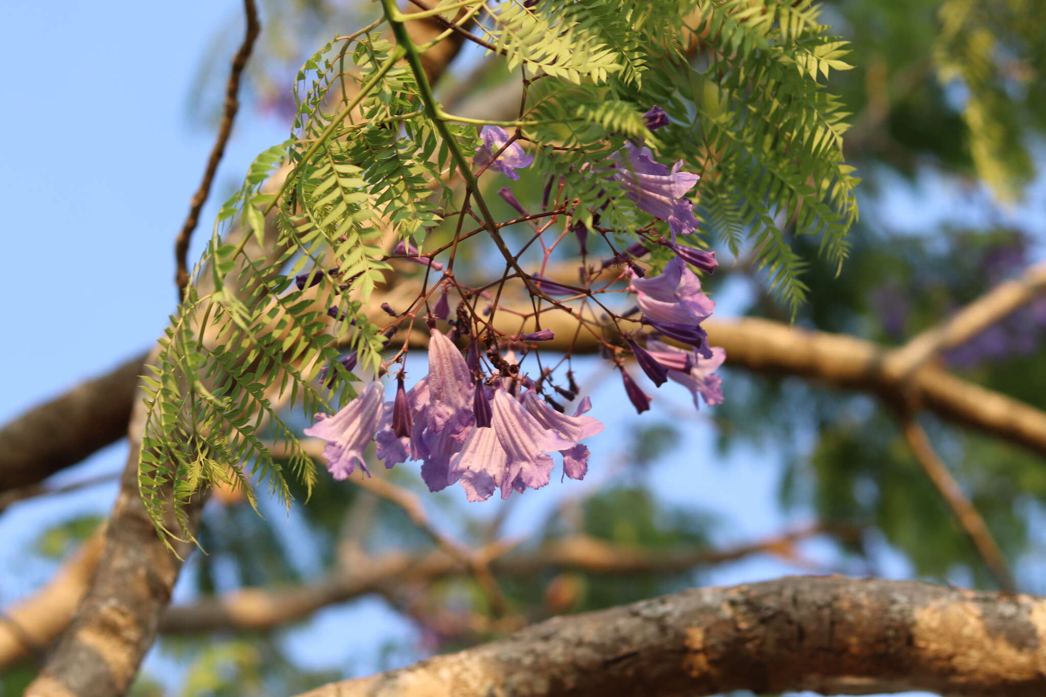 Image of Jacaranda cuspidifolia Mart.