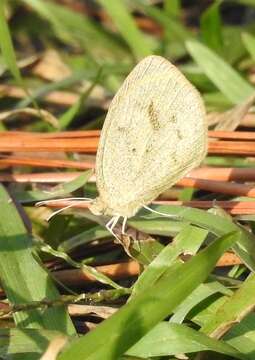 Image of Barred Yellow