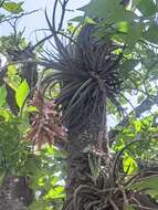 Image of Tillandsia didisticha (É. Morren) Baker