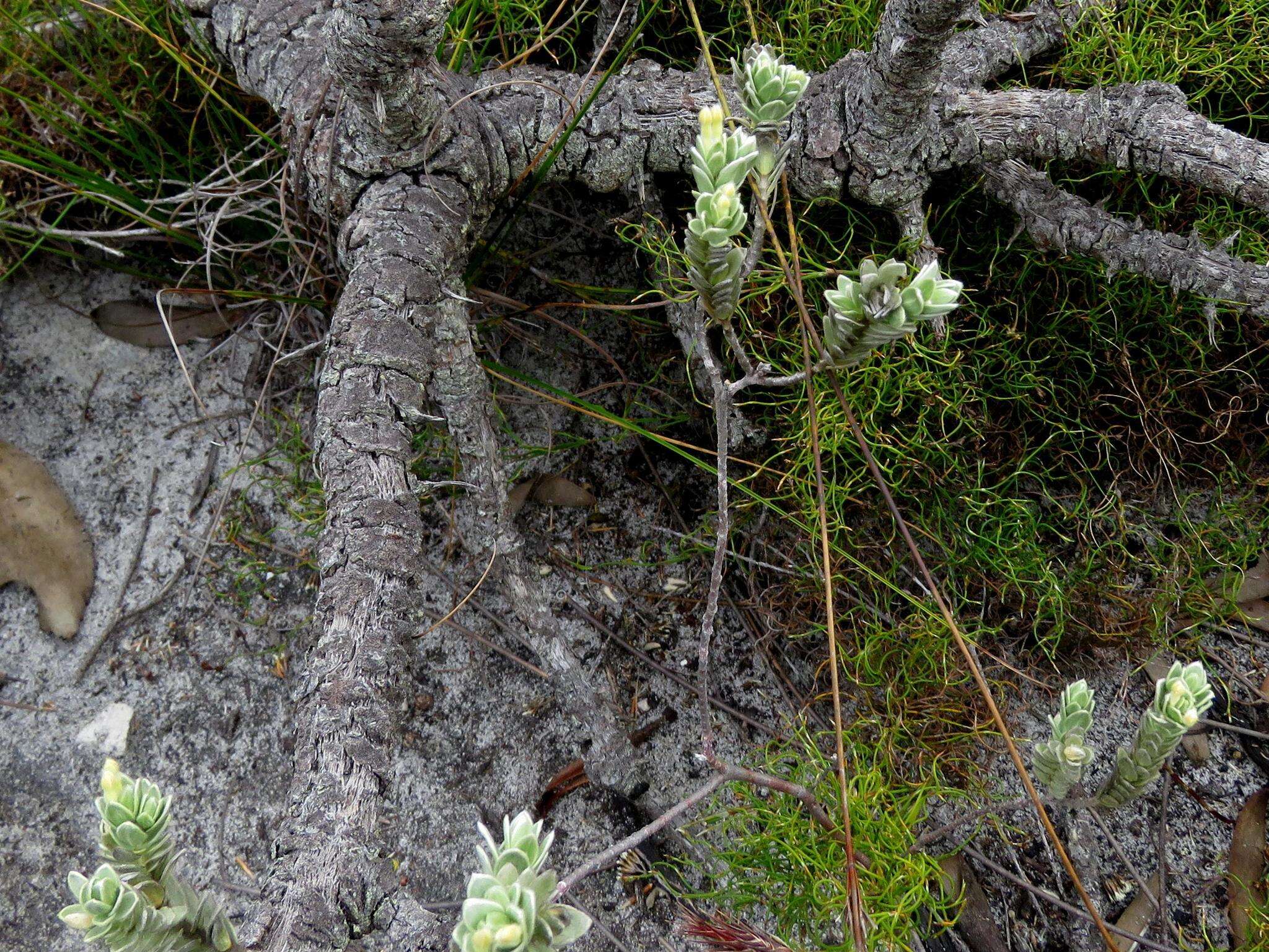 Image of Gnidia imbricata L. fil.