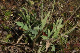 Image of Papaver chakassicum G. A. Peschkova