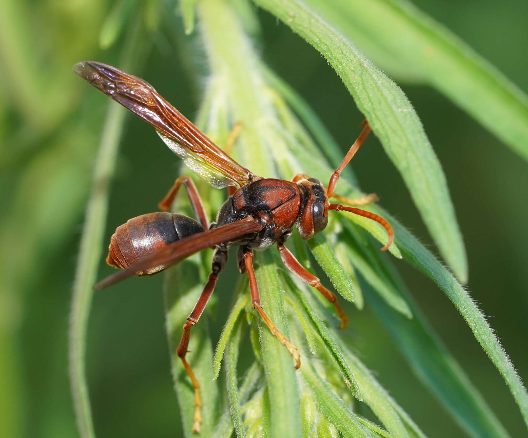 Image of Polistes erythrinus Holmgren 1868