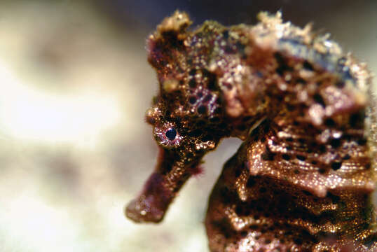 Image of West African Seahorse