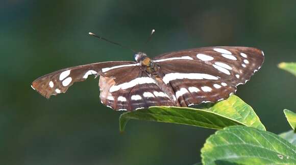 Phaedyma columella Cramer 1782 resmi